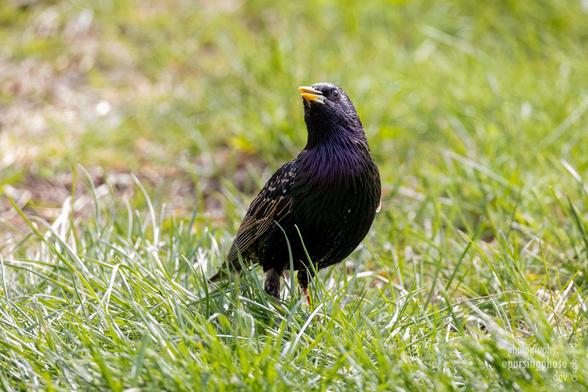 A cheerful purple-black starling stands tall on a lawn, an apparent smile on its bright yellow beak.