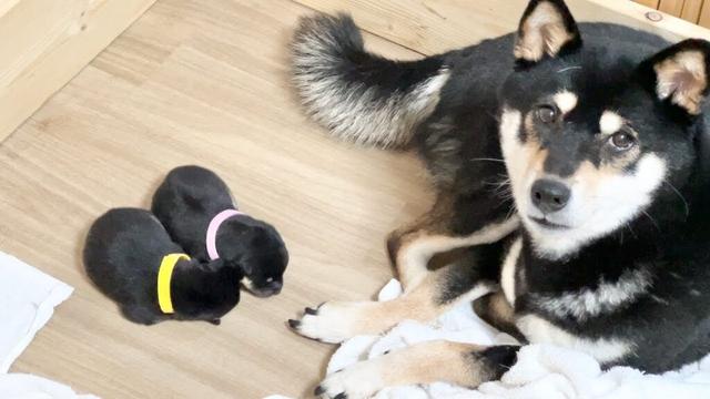 【柴犬 子犬】生後1日目の子犬の過ごし方はこちら