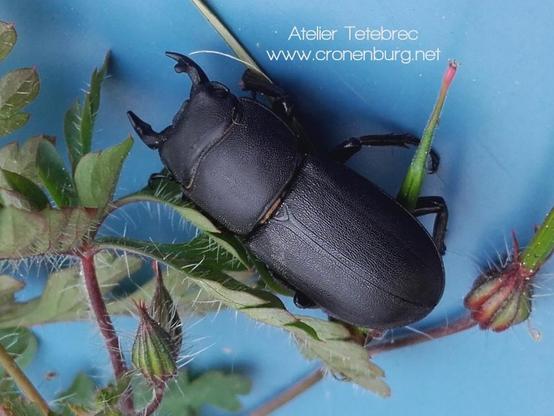 Black beetle sitting on a blue table beside some herbs.  It has immense jaws. Males have distinctly knobbed antennae (invisible in the photo), and although their jaws are somewhat larger than those of the females, they are nowhere near as large as those of many other male stag beetles.