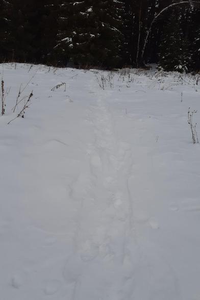 A couple of tracks in the snow, forming an ad-hoc footpath. The photo shows mostly the snowy ground, the path goes towards a nearby forest.