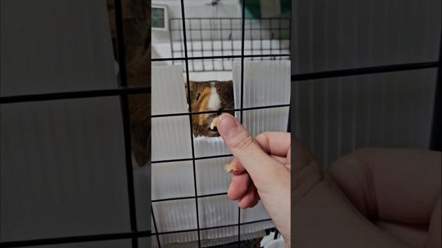 バナナ下され🍌 #モルモット #bunny #guineapighome #cuteanimals