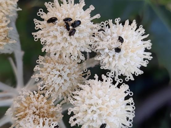 Very tiny black beetles on beautiful white flowers which are organised like balls with parts in double curls. It's a kind of a silver ragwort cultivar with white flowers.