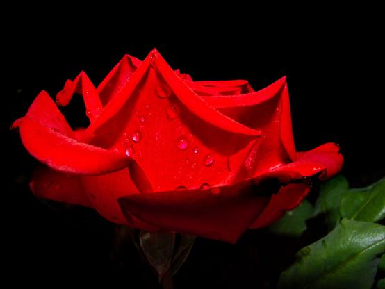 The image displays a close-up view of a vibrant red rose against a solid black background. The petals of the rose are richly red, with several displaying beads of water, which add a glistening effect to the flower. The texture of the petals appears soft with a slightly velvety finish. The rose is partially open, showcasing the intricate layering and slight curling at the edges of the petals. Some green leaves can be seen at the bottom right corner, illuminated by light that emphasizes their smooth surface.