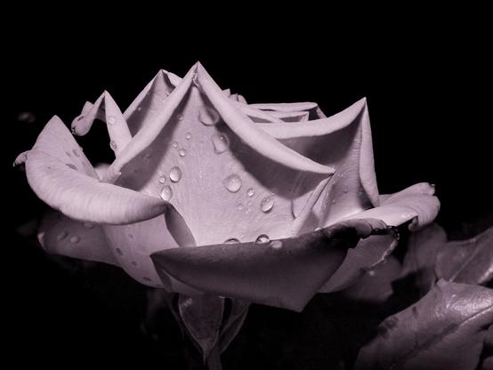 The image features a close-up view of a single rose with its petals adorned with water droplets. The rose is a pale shade, possibly pink or purple, and displays a velvety texture. The petals are curled outward, revealing a detailed, spiral pattern typical of a blooming flower. The smooth, reflective droplets scatter across the petals, adding a glistening effect. The background is a deep black, which contrasts sharply with the lighter color of the rose, emphasizing the flower's form and details.
