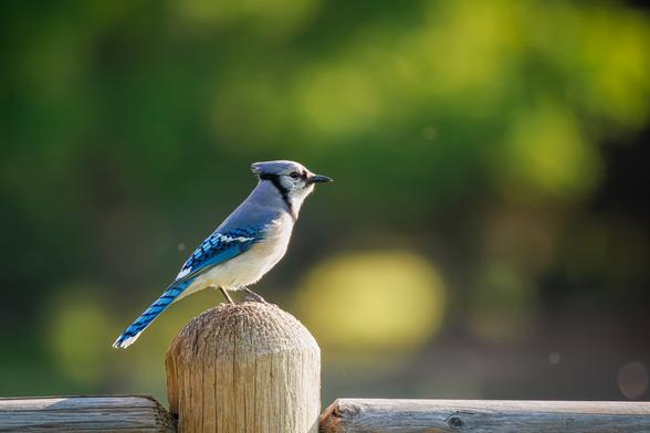 A photo of a blue jay (Cyanocitta cristata) perched on a wooden fence post facing to the right in soft golden hour lighting with out of focus greenery and flying insects in the background behind it.