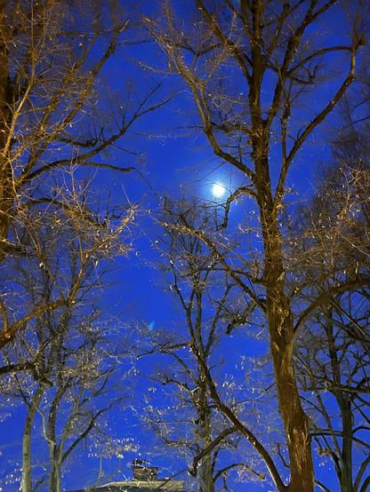Luna piccolina, oltre i rami degli alberi, nel cielo blu scuro.