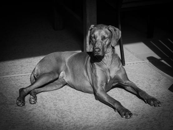 Auto-generated description: A dog is lying on the floor, basking in a patch of sunlight.