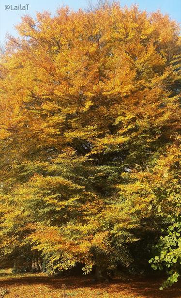 Ein Baum mit gelb-orange gefärbtem Laub in voller Größe. Auch der Boden ist mit den Blättern bedeckt.
