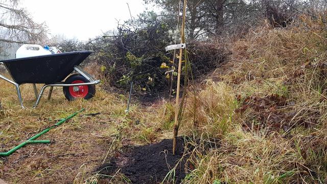 Zwei dünne, kleine, augenscheinlich frisch eingepflanzte Gehölze in schwarzem Kompost mit Bambusstäben und Schildchen. Drumherum Totholzhaufen, kleiner Hang, Schubkarre mit Wasserkanister, weitereres Gerät.