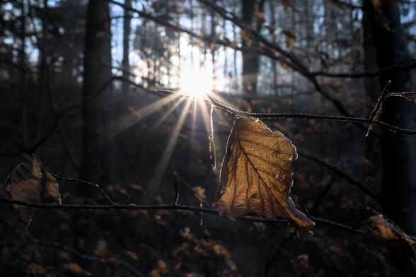 Ein angefrorenes herbstliches Blatt, das noch am Ast hängt, umgeben von Wald. Hinten scheint die Sonne durch und wirft einen Sonnenstern.