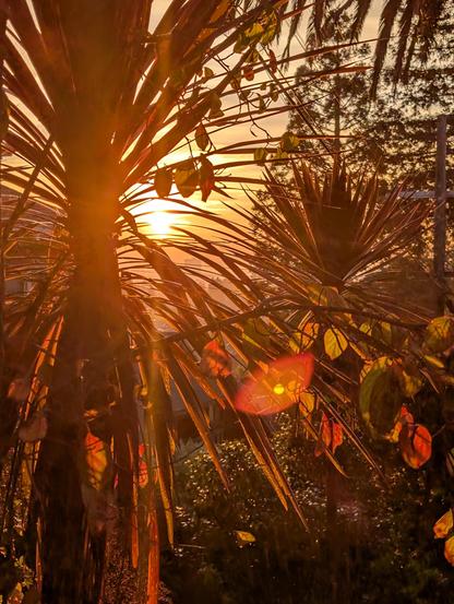 I stepped outside during our friends' Thanksgiving celebration for a brief moment to myself and noticed that nearby plants were glowing in the setting sun.

The sun is golden and casts orange hues on a profusion of plants, with evergreen trees in the background.

CC BY-SA 4.0 Kate Zimmerman.