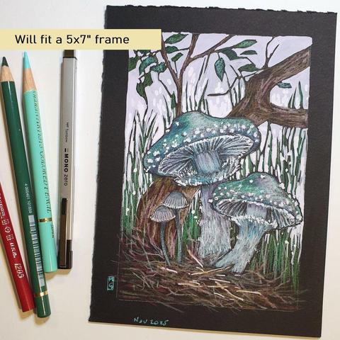 A small colour drawing of Verdigris Agaric, a blue green mushrooms, also known as blue-green stropharia. It is medium-sized green, slimy woodland mushroom, found on lawns, mulch and woodland from spring to autumn. This drawing is on black paper and has a lilac background.
An original art work, please note that the frame is not included.
Colour pencil and mixed media on acid free toned artist paper
5 by 7 inches (12.7 by 17.8 cm).