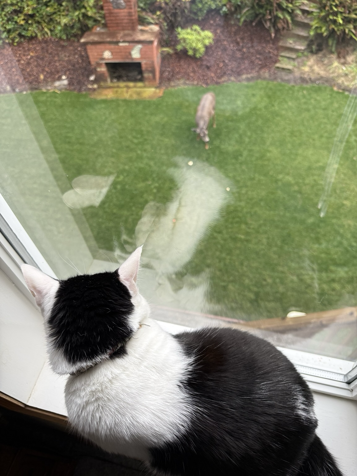Avow cat observes a deer in the backyard.
