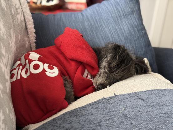 A small dog, wearing a red hoodie, is curled up and sleeping on a couch, surrounded by various cushions.