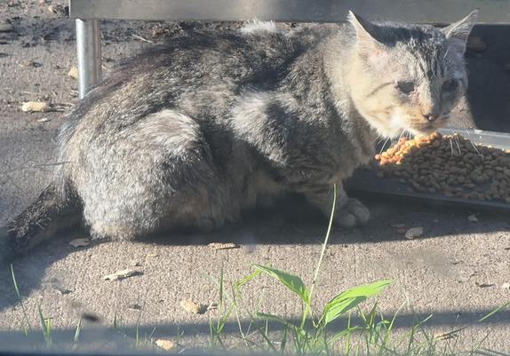 Picture of my short haired gray feral cat Dorian from a couple months ago as he looks towards the camera before he eats cat food from the pan in front of him on the sidewalk outside. His fur unkempt and dirty, fur pattern difficult to distinguish. His eyes give a sense of desperation from a cat who long had to find his own food.