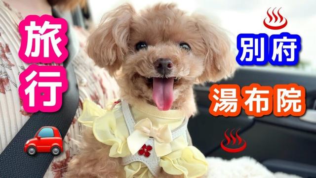 別府・湯布院の犬連れ旅行！～お前を地獄に連れて行く編～【トイプードルのコロン】