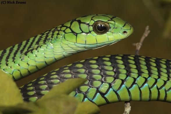 green snakes in south dakota