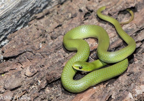 Smooth Green Snake
