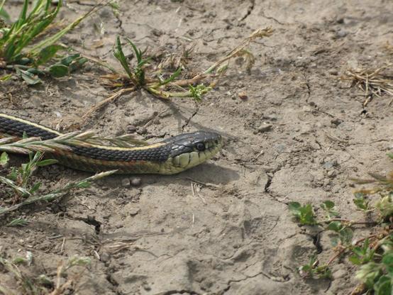 Western Garter Snake