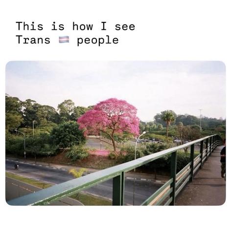 The image shows a green metal bridge overlooking a city street with lush greenery. In the distance, a vibrant pink tree stands out against the backdrop of green trees. Text at the top reads, "This is how I see Trans people," with a transgender flag emoji. The overall impression is one of beauty and positivity.