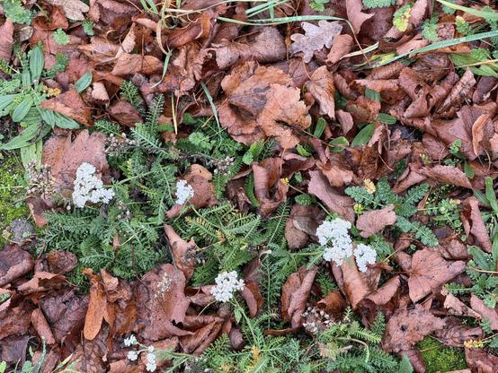 A mix of brown, fallen leaves covers the ground, interspersed with small, green plants and delicate white flowers. Various shades of green foliage can also be seen among the leaves.