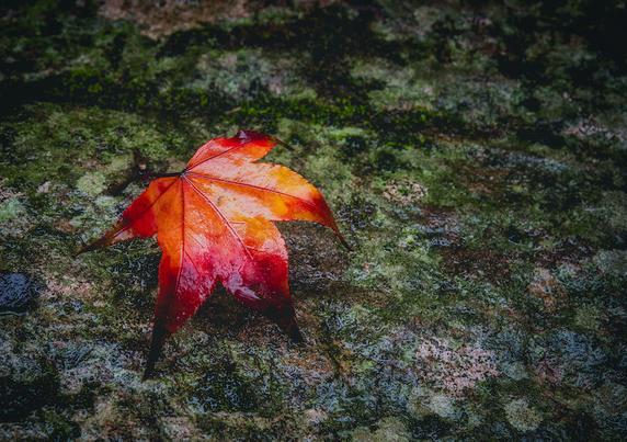 Ein Ahornblatt in herbstlichen Farben (Rot und Orange) . Es steht auf seinen Blattspitzen auf einem Felsen der teilweise mit grünen Flechten bewachsen ist.