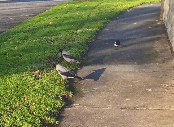2 crows and a magpie on footpath waiting for food.