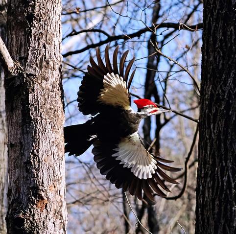 A pileated woodpecker with its wings spread wide, takes off from the tree it has been hanging from. The pileated is the largest woodpecker in our forest and its black and white wings and red crest are always such a pleasure to see.
