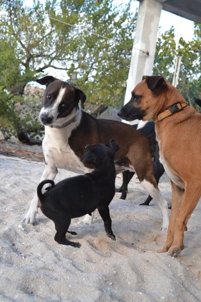 Medium-close shot of dogs playing in a sand yard. Three dogs stand out in the foreground: a mostly black dog with white chest, neck, snout and legs, a rust colored dog with a white chest and a black puppy, much smaller than the other two. The puppy is standing oriented towards the right, their head turned towards away from the camera, towards the larger black and white dog, who has their face screwed up in a funny expression, looking directly down on the pup. The puppy is staring to rear up on their hind legs as if to take on their elder, who is starting to coil in response. The rust colored dog is standing mostly out of frame to the right, looking down onto the action as though they were the referee.