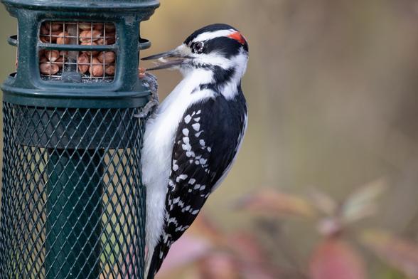 Un pic chevelu accroché sur une mangeoire. Il a un morceau d'arachide dans son bec et on voit le bout de sa langue.