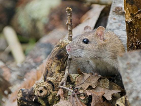 Un rat brun (rongeur au pelage gris marron, des yeux en billes et des petites oreilles) qui est tout mimi au milieu de bûches et feuilles mortes