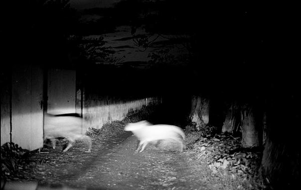 Sotiris Lamprou, photo en n&b, deux silhouettes floues d'animaux blancs, c'est la nuit, ils sont éclairés de la direction où est prise la photo, brebis peut-être qui traversent de droite à gauche un chemin comme s'ils sortaient d'un bois pour rentrer quelque part par une porte ouverte sur la gauche