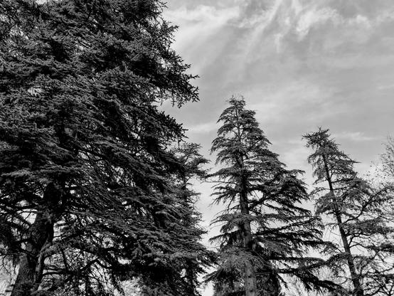 Monochrome picture of forest with tall pine trees against bright blue sky with wispy white cirrus clouds taken from low angle; dense dark green branches of large trees on left side of frame; two thinner trees with layered branches stand in center and right; rough brown trunks visible on central trees, while evergreen trees with yellow and orange leaves appear at bottom left in background