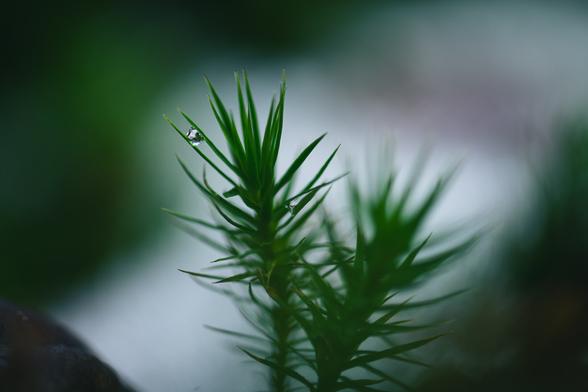 A close up photo of a cluster of haircap moss in the middle of the image. The focus is on a round water drop that sits between two leaves near the top of the leftmost piece of moss.

in the very blurry out of focus background goes a wide diagonal streak of white from snow, and the rest of the background is mostly green.