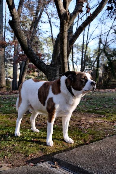 A white and brown dog standing in his yard looking toward the right side of the screen when the sun is shining. Trees behind him.
