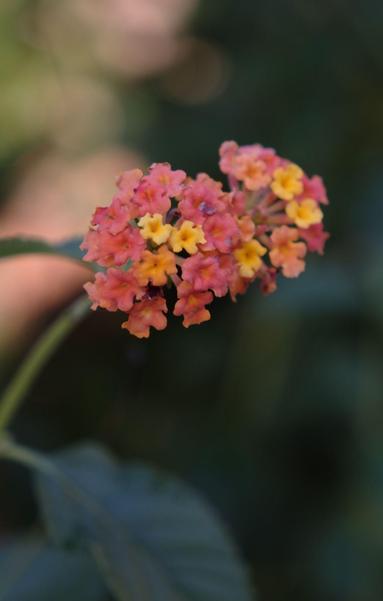 The last days of lantana flowers with yellow, orange, and pink petals