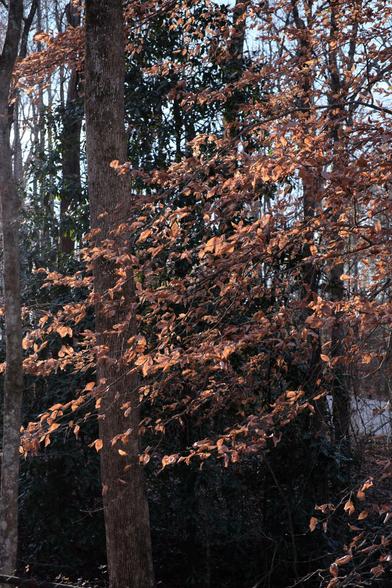 Brown leaves on a tree lit by late afternoon sun