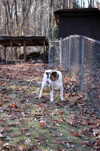 A white and brown dog licking his nose while standing in his yard with green grass and fallen leaves around. A silver metal fence on the right, and a barn and a shed in the background.