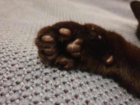 A close up of a black cat's paw, showing foot pads, resting on a grey blanket