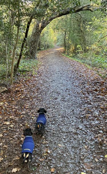 Miniature Dachshunds Max and Milo on a leafy woodland path wearing their blue fleece coats