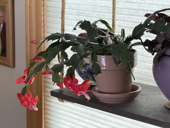A potted cactus with vibrant red flowers is displayed on a shelf in a pink pot, beside another plant in a purple pot. Natural light filters through the blinds in the background, creating a warm atmosphere.