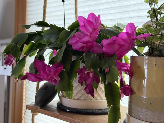 A vibrant pink flowering cactus is prominently displayed in a white pot with a woven pattern, with green leaves cascading down. In the background, a small plant in a yellow pot and a smooth stone are also visible, all set on a wooden shelf near a window with soft