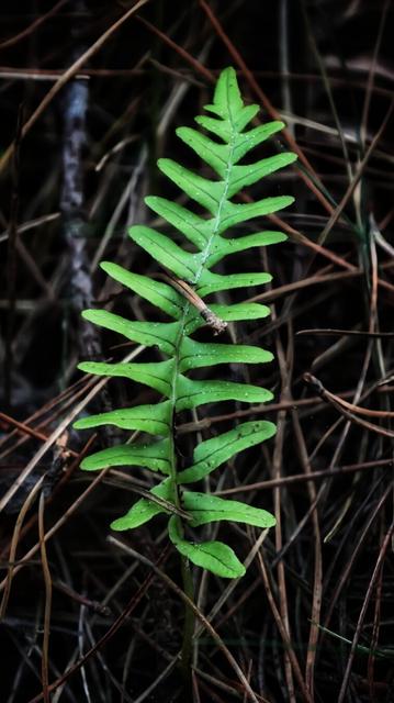 A close-up photograph of a vibrant, young fern frond unfurling amidst a natural woodland setting. The frond is bright green, with delicate, symmetrical leaflets arranged along its central stem. Surrounding the fern are dried grasses, twigs, and scattered pine needles, adding texture and depth to the earthy background. The lighting highlights the intricate details of the fern, creating a striking contrast between its fresh greenery and the muted tones of the forest floor.