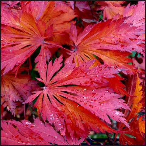 "leuchten und lodern" Top-down view on leaves from a Japanese maple tree, glowing in fiery shades of red and orange.  In the background a few tiny spots of green foliage.  An autumnal explosion of colour.