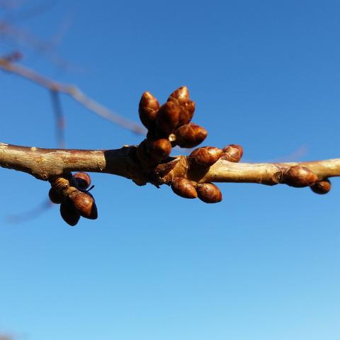 Detail of a beech twig running horizontally through the centre of the image, against a bright blue sky. The slender branch bears lush, bulging buds that shine a rich brown. In the distance, another blurred branch.