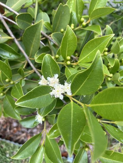 My little lemon guava bush showing some delicate cream & white flowers surrounded by glossy green leaves & more small flower buds.