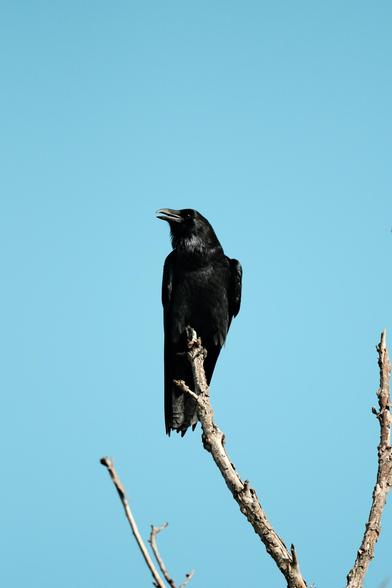A photo of a raven from the front, as its perched on the tip of a bare branch. Its stark black feathers stand out agaist a blue sky. Its beak is slightly open, almost as if it's saying something. There's a glint in its left eye.