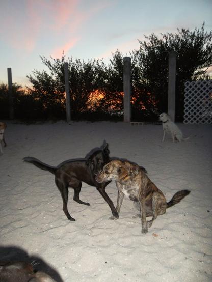 A scanning shot across a sand yard at sunset, the fading light interacting with the flash to make shadows pop out. Two dogs in the center of the shot, one black, the other a brown and black brindle, are in mid-move as they play, the shadows giving them an eerie kind of three-dimensional feeling. The sunset dominates the background, with glowing reds filtering through the bushes and a rainbow of colors reflects off of clouds in the blue sky.