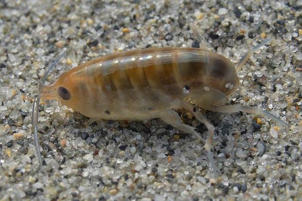 A photo of a large sandhopper on sand.