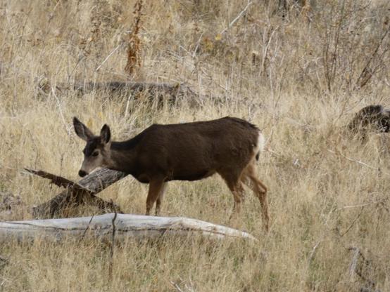 Photo of Odocoileus hemionus (Mule Deer) by imperialwoodpecker26. Attribution: no rights reserved.